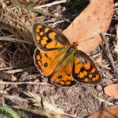 Heteronympha penelope