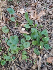 Viola odorata