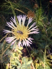 Plectocephalus chilensis