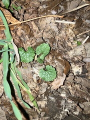Glechoma hederacea