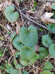 Viola odorata