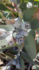 Eucalyptus pleurocarpa