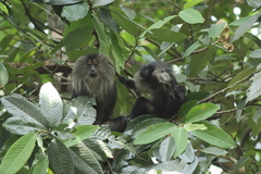 Macaca silenus