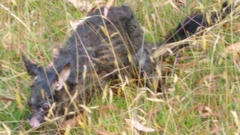 Trichosurus vulpecula fuliginosus