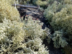Cladonia leporina