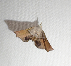 Esthlodora versicolor