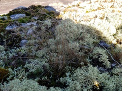 Bulbostylis capillaris