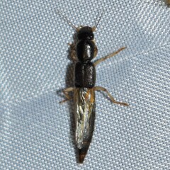 Pinophilus