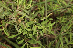 Denhamia cunninghamii