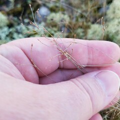 Bulbostylis capillaris