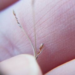 Bulbostylis capillaris