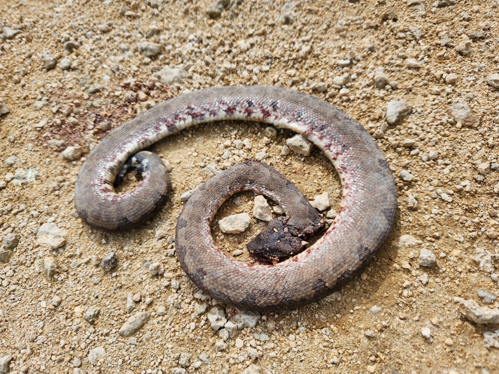 Pacific Boa