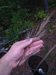 Saccharum brevibarbe