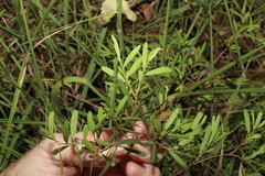 Denhamia cunninghamii