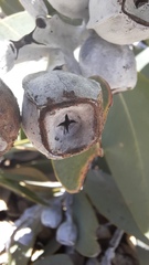 Eucalyptus pleurocarpa