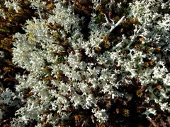 Cladonia caroliniana