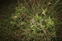 Denhamia cunninghamii