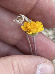 Melampodium sinuatum