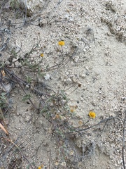 Melampodium sinuatum