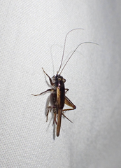 Teleogryllus commodus