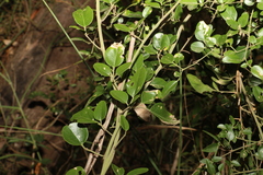 Jasminum didymum