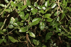 Jasminum didymum