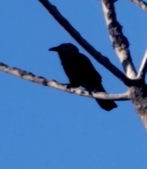 Corvus leucognaphalus