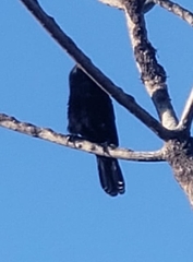Corvus leucognaphalus