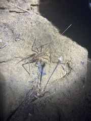 Euhadenoecus puteanus