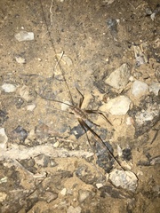 Euhadenoecus puteanus