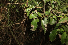 Psydrax odorata odorata