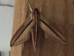 Theretra silhetensis