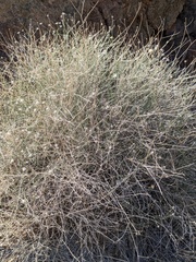 Bebbia juncea