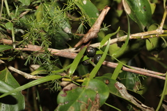 Psydrax odorata odorata