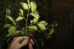 Psydrax odorata odorata