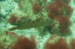 Hexagrammos decagrammus