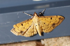 Herpetogramma cynaralis