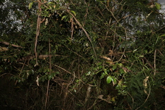 Psydrax odorata odorata