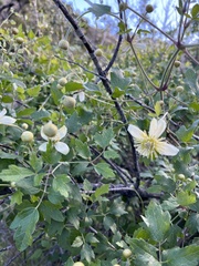 Clematis lasiantha