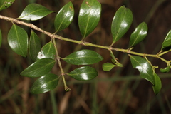 Psydrax odorata buxifolia
