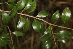 Psydrax odorata buxifolia