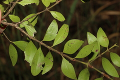 Psydrax odorata buxifolia