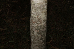 Psydrax odorata buxifolia