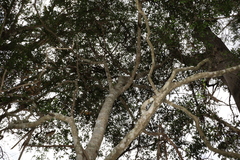 Psydrax odorata buxifolia