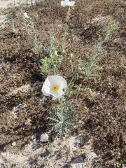 Argemone grandiflora