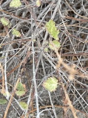 Hyptis collina