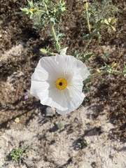 Argemone grandiflora