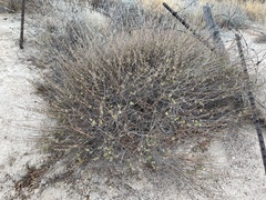 Hyptis collina