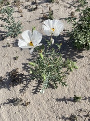 Argemone grandiflora