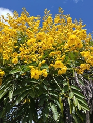 Senna viarum